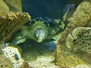 Close-up of jellyfish swimming in sea