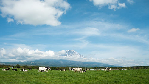 Scenic view of field against sky