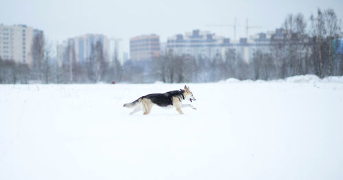 Dog on snow covered field