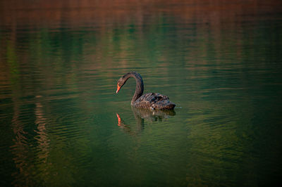 Swan swimming in lake