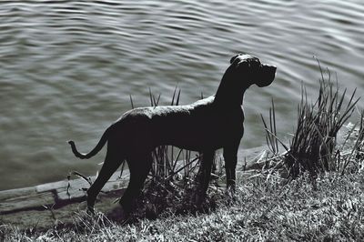 High angle view of great dane standing at lake kinzigsee