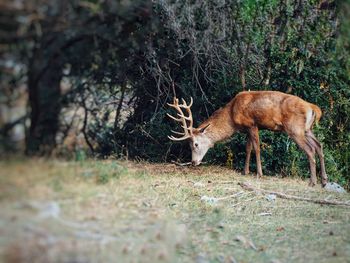 Deer on field in forest