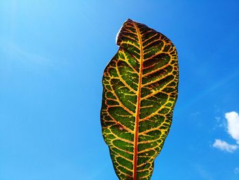 Low angle view of leaf against blue sky