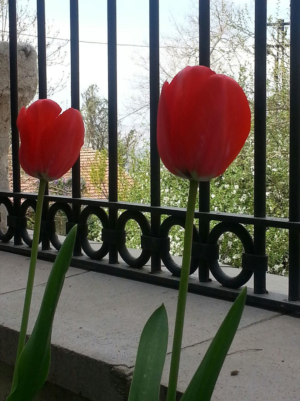 red, flower, growth, plant, fragility, tulip, day, freshness, nature, potted plant, beauty in nature, indoors, leaf, window, petal, fence, green color, chair, close-up, no people