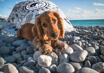 Dog standing on rock in sea