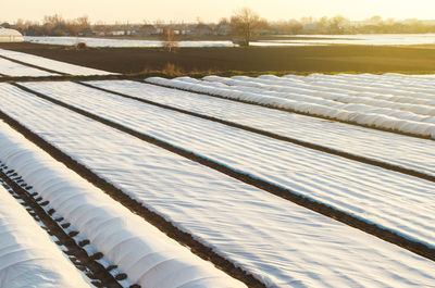 Farmer plantation fields covered with spunbond agrofibre. protection crops 