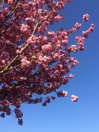 Low angle view of flower tree against sky