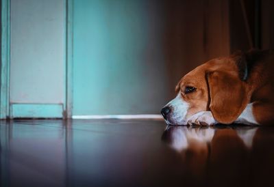 Dog looking away