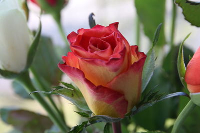 Close-up of rose plant