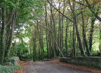 View of trees in forest