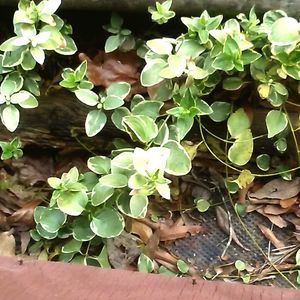 Plants growing on a tree