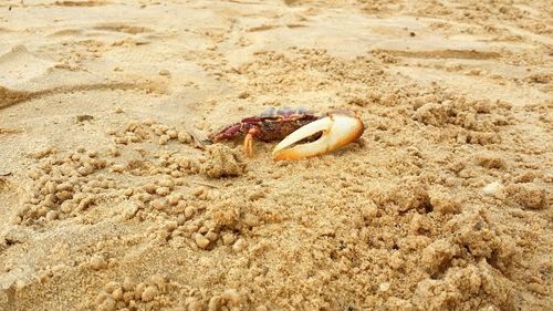 Close-up of crab on sand