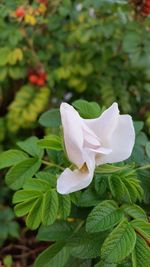 Close-up of white flower blooming outdoors