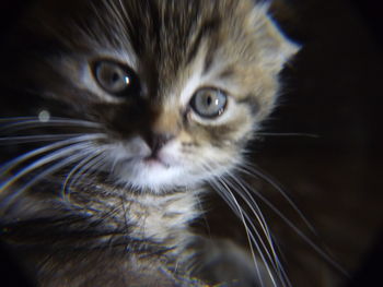 Close-up portrait of cat