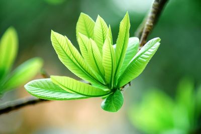 Close-up of fresh plant