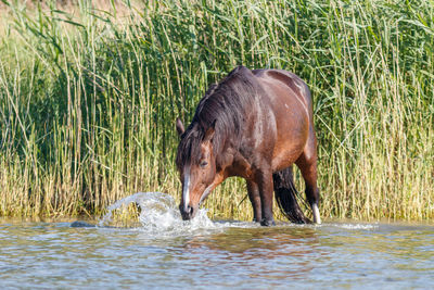 Horse in a river