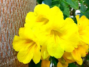 Close-up of yellow flowering plant