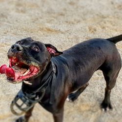 Black dog lying on the beach