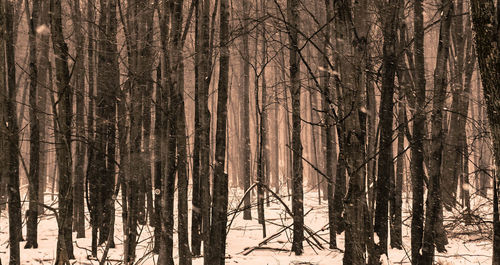 Trees in forest during winter