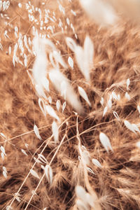 Close-up of crops on field