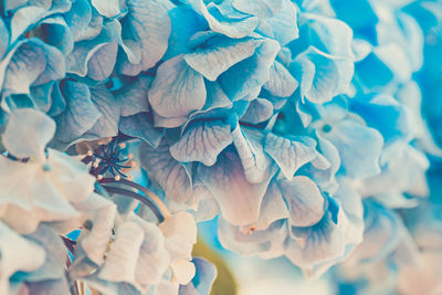 Close-up of hydrangea flowers