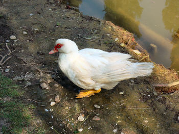 Bird in water