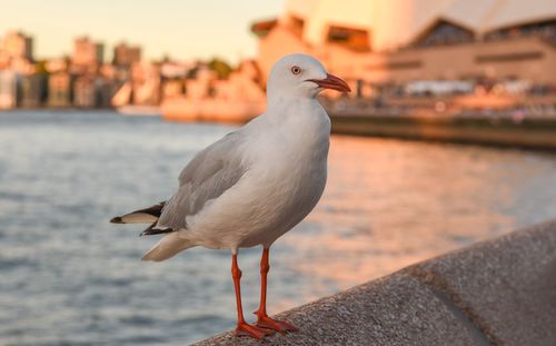 Close-up of seagull perching on railing