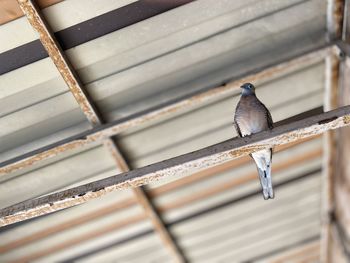 Close-up of bird perching on metal