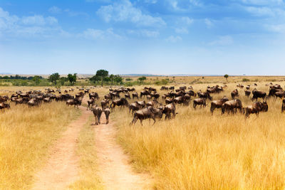 Flock of sheep on field