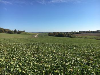 Scenic view of farm against sky