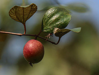 Close-up of fruit