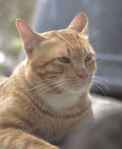 Close-up of a cat looking away