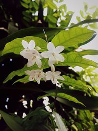 Close-up of white flowers blooming outdoors