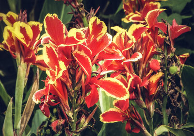 Close-up of orange day lily blooming outdoors