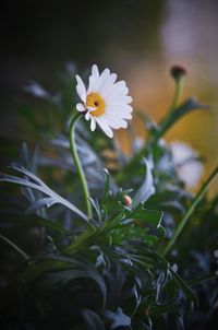 Close-up of daisy