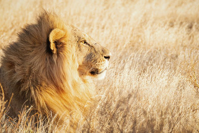 Lioness sitting on field