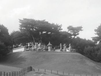 Trees in park