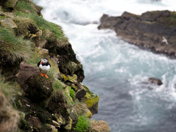High angle view of bird on rock over sea