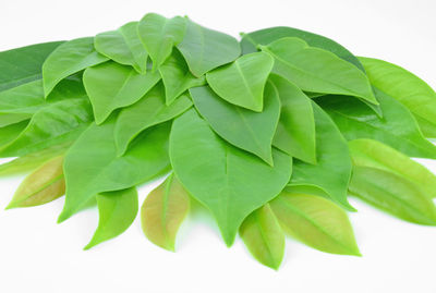 Close-up of green leaves on white background