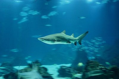 Fish swimming in sea