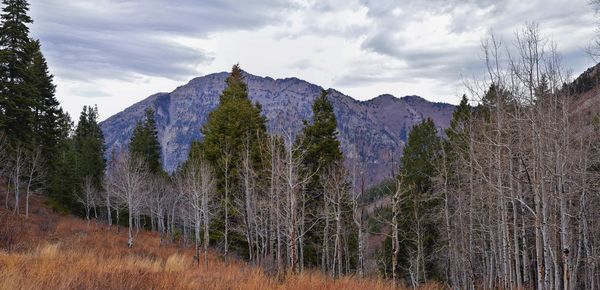 Slate canyon hiking fall leaves mountains, y trail, provo peak, slide canyon, wasatch, utah, usa