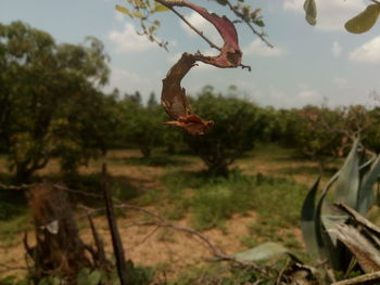 Close-up of lizard on tree against sky