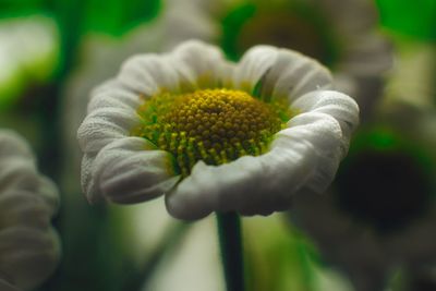 Close-up of white flowering plant