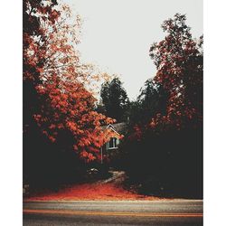 Trees in autumn