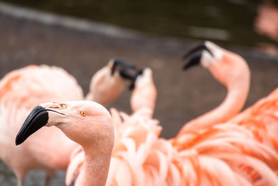 Close-up of flamingo bird