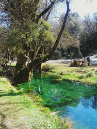 Scenic view of river amidst trees