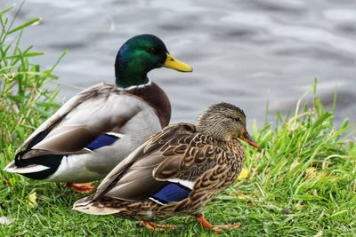 Two mallard ducks standing side by side on the wet grass next to the fox river in waukeshawi.
