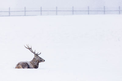 View of deer on snow covered land