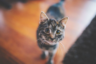 Close-up portrait of cat