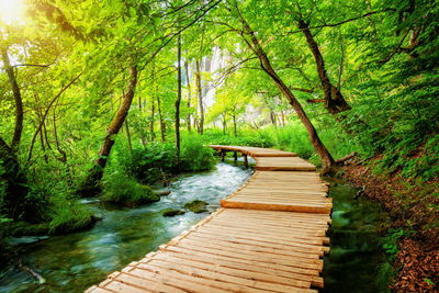 Footbridge over stream amidst trees in forest